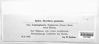 Typhicola typharum image